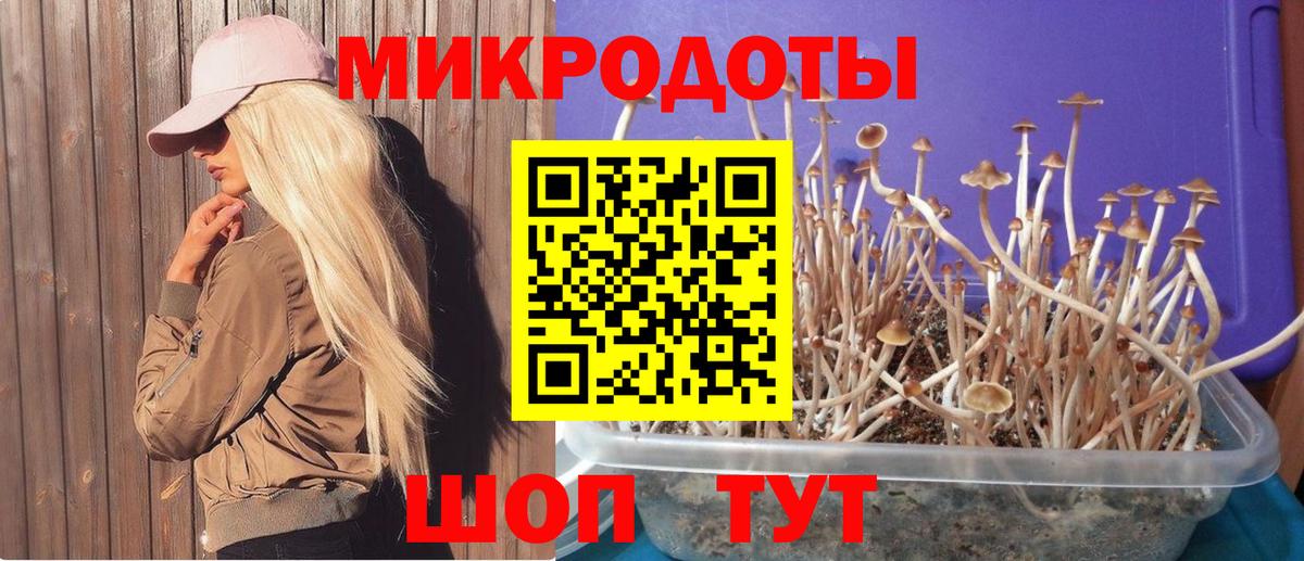 Псилоцибиновые грибы Psilocybe Бирск